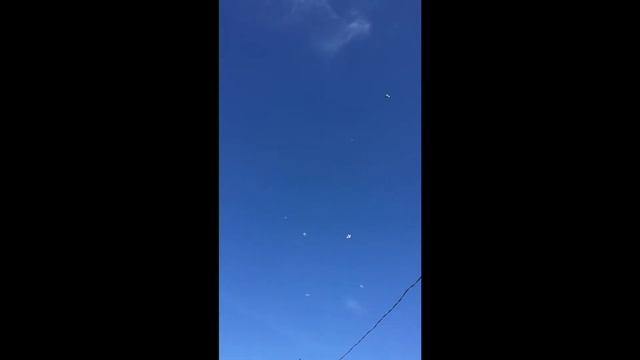 Свердловские черноголовые