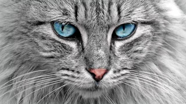Мурлыканье Кошки Рослабляющи Звуки Животных Релакс