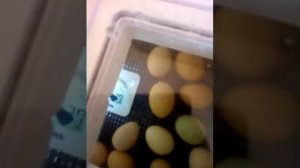 Погрешность датчика инкубатора несушка с реальными значениями