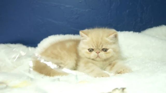 MAH06814exoshb 3 смотреть онлайн