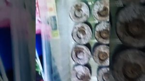 Сажаем петунии ?в торфяные таблетки.