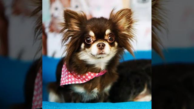 Фото видео собачки! | Мир Мечты смотреть онлайн