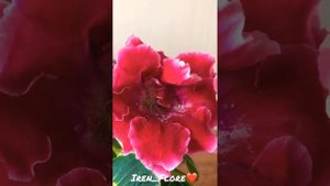 Опыление махровой глоксинии самой на себя.