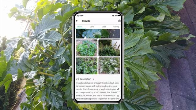 Bear's breech（Acanthus mollis）identification | PictureThis identifier смотреть онлайн