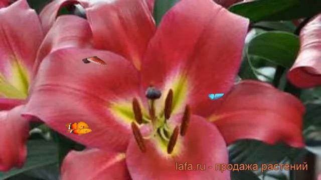 Лилия от-гибрид Муссаси (lilium ot-hybrid musassi) ? обзор: как сажать, луковицы лилии Муссаси смотреть онлайн