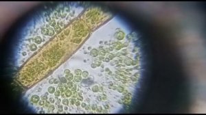 ВОДОРОСЛИ Хлорелла под микроскопом.