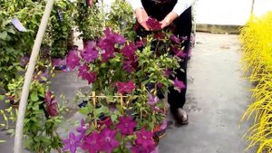 Clematis Amethyst Beauty™, Raymond Evison® Clematis by Overdvest Nurseries