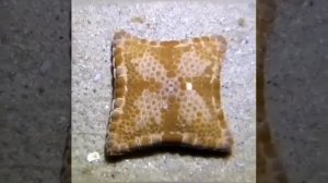 Квадратная звезда. Морская звезда с четырьмя лучами. Звезда–бисквит.