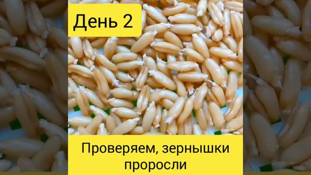 КАК ПРОРАЩИВАТЬ СЕМЕНА смотреть онлайн