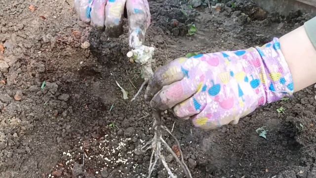 Сажаю розу без побегов, иву, живучку и арабис. смотреть онлайн