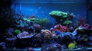 Демонстрация спектральных возможностей светильника BEAMS-R, аквариум 2