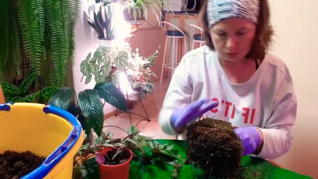 Джунгли в квартире. КОКЕДАМА. Часть 1. смотреть онлайн