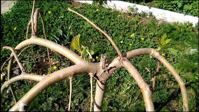 Как перезимовала моя плакучая шелковица (тутовник). Первая зимовка. #Башкирия смотреть онлайн