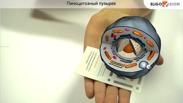 EV Toolbox: Проект 'Строение клетки' смотреть онлайн