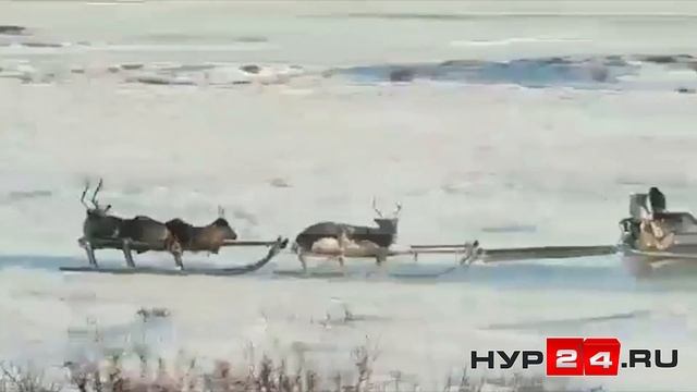 Олени на снегоходе. смотреть онлайн