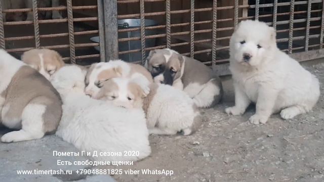 помет Г и Д сезона 2020 есть свободные щенки вопросы на сайте www.timertash.ru или +79048881825 смотреть онлайн