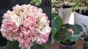 Покупки черенков пеларгоний / Odenjo made in Sweden / размышления о российских сортах