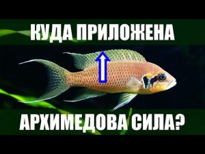 Куда приложена архимедова сила?