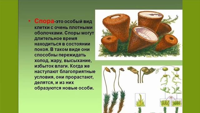 Бесполое размножение