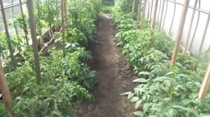 ПРОВЕТРИВАНИЕ ОЧЕНЬ ВАЖНО ДЛЯ ТОМАТОВ В ТЕПЛИЦЕ! Ольга Чернова.