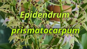 Epidendrum prismatocarpum долгожданное цветение.