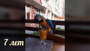 Купить попугая ара Москва " Питомник Мой АРА"