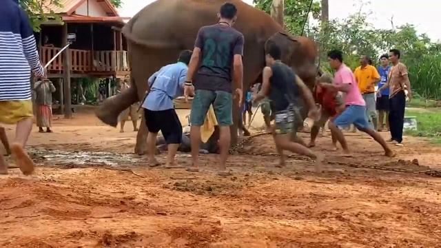Слон рожает слонёнка смотреть онлайн