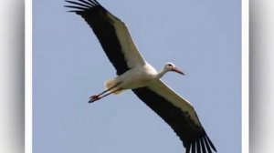 Видеосопровождение к песне  Аист на крыше