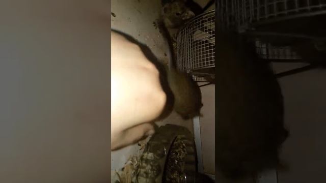 ? Показываю своих - Белок Дегу. смотреть онлайн