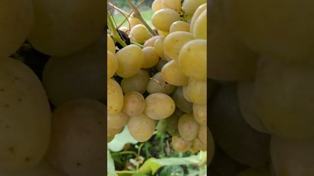 виноград Галахад смотреть онлайн