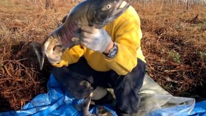 РЫБАЛКА НА АМУРЕ НА КЕТУ !