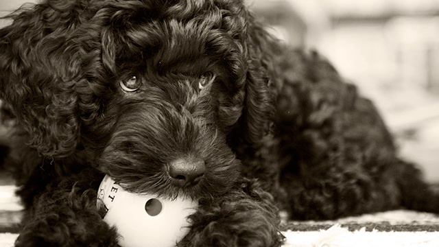 Dogs 101 - PORTUGUESE WATER DOG - Top Dog Facts About the PORTUGUESE WATER DOG