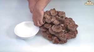 Shiitake Pilzzucht Kultur Anleitung