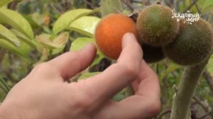 экзотические плодовые растения  Наранхилла