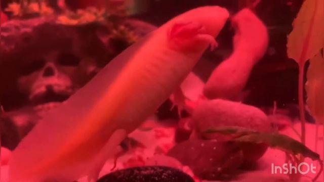 Наш Аксолотль желает вам Доброго утра !Our Axolotl wishes you Good morning!2020