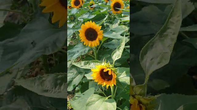 #sunflower#ilovesunflower#shortvideo#