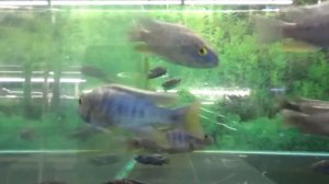 Аквариумная рыбка - хаплохромис васильковый