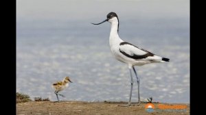 Птицы Краснодарского края