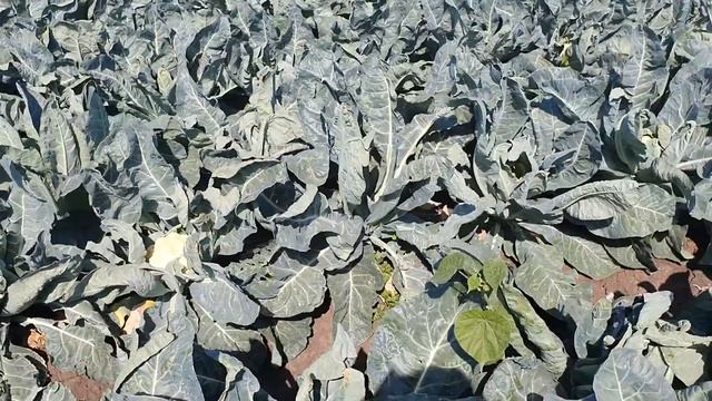 Овощи растут. Форталеза, Фридом и Моментум, сравнение, 3 видео от 24.09.20. смотреть онлайн