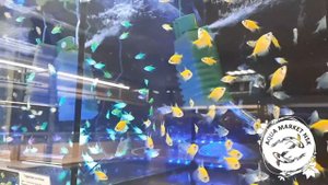 Аквариумные рыбы продажа в Аква маркете