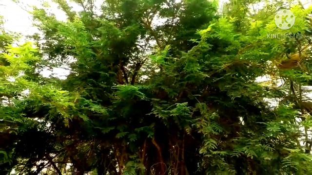 GARDENS by the BAY / MARINA BAY SANDS смотреть онлайн