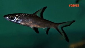 Акулий Балу содержание в аквариуме, совместимость, размножение