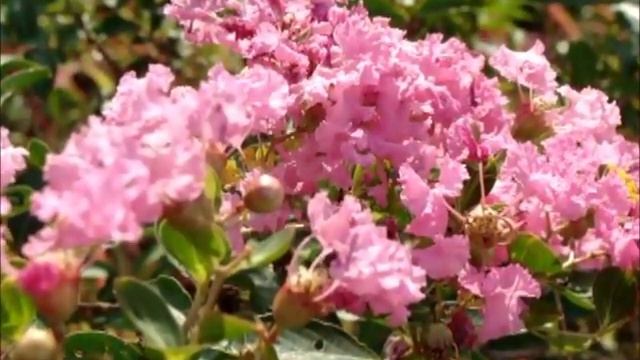 Most Beautiful Chinese NEW AGE Music Ever Made for ....YangShi TAIJI QUAN 108 ! смотреть онлайн