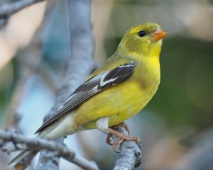 Открытие сезона ловли певчих птиц 2023-24
