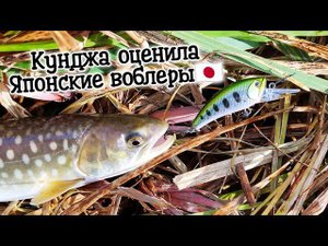 Рыбалка в устье озера Тунайчи. D3 Custom Lure's воблеры.