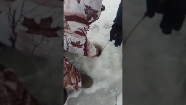 Огромный судак на волгоградском водохранилище смотреть онлайн