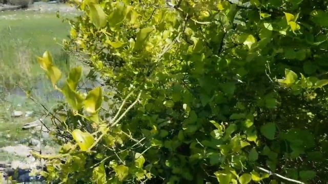 Ткемали,Гранат и Колючка на реке Арагви. смотреть онлайн