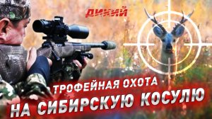 С Полем! Охота на сибирскую косулю.