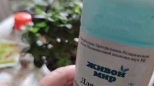 Азалия спустя месяц после реанимации, что дальше делать