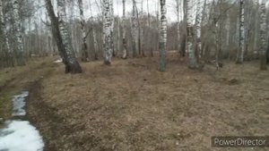 Русская пегая гончая 2,5 месяца